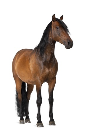 horse vet