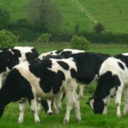 heat stress cattle