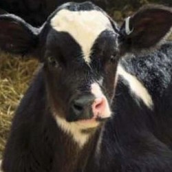 vaccinate calf against leptospirosis