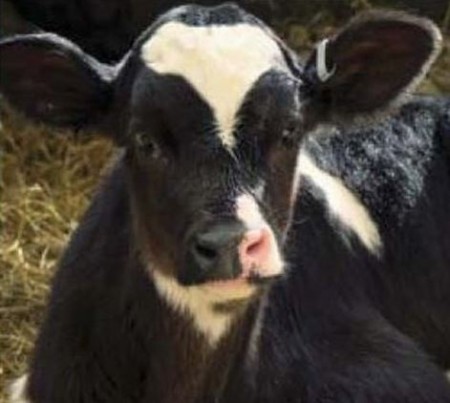 vaccinate calf against leptospirosis