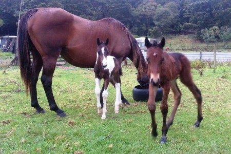 Happy family