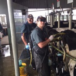 ross-and-jamie-scanning-during-milking