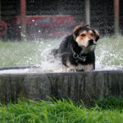 farm-dog-in-trough-nvg