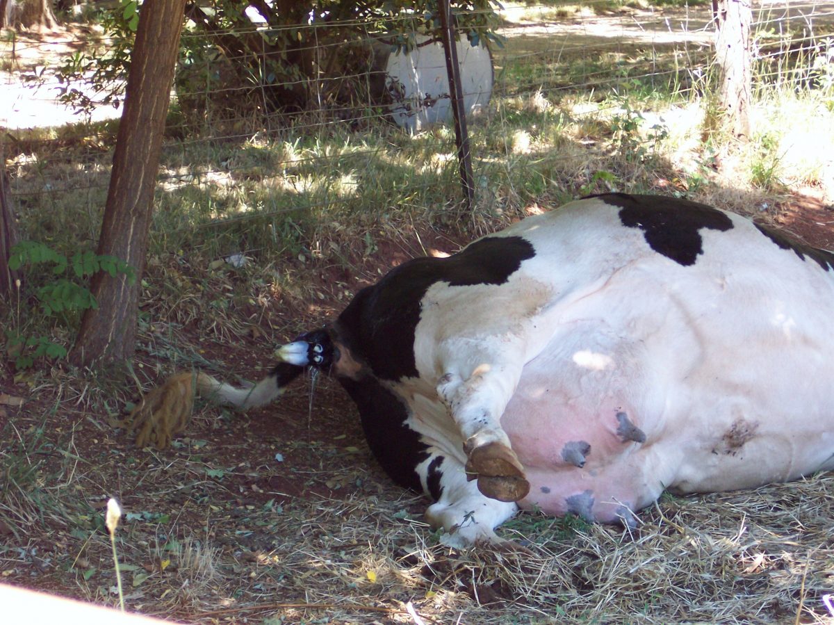 Calving Tips Northland Veterinary Group